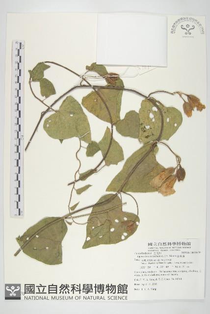 盒果藤藏品圖，第1張