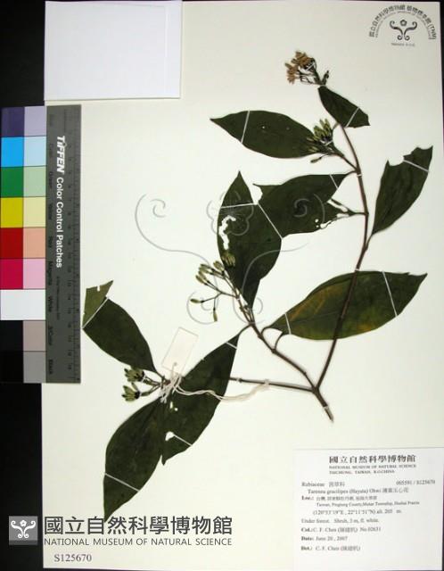 薄葉玉心花藏品圖，第1張