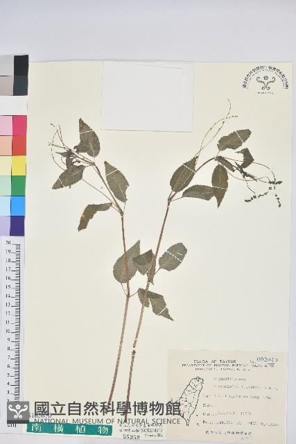 山靛藏品圖，第1張