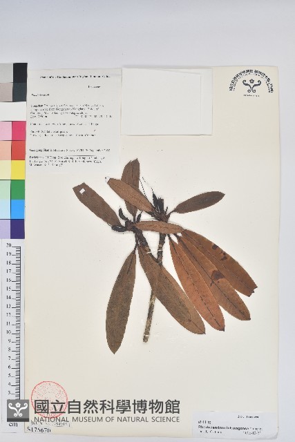 蜡葉杜鵑藏品圖，第1張