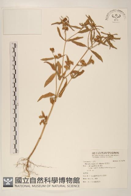 黃頂菊藏品圖，第1張