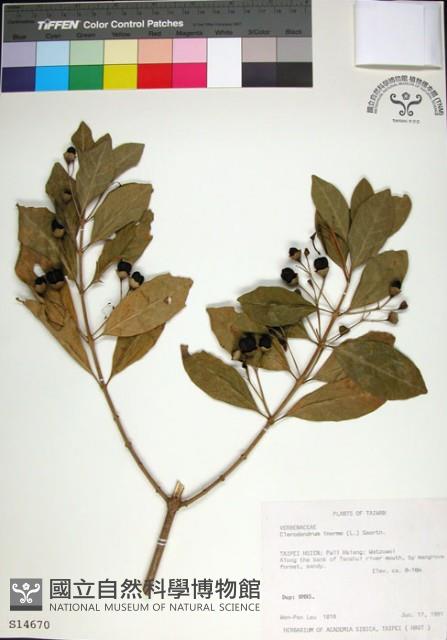 苦林盤藏品圖，第1張