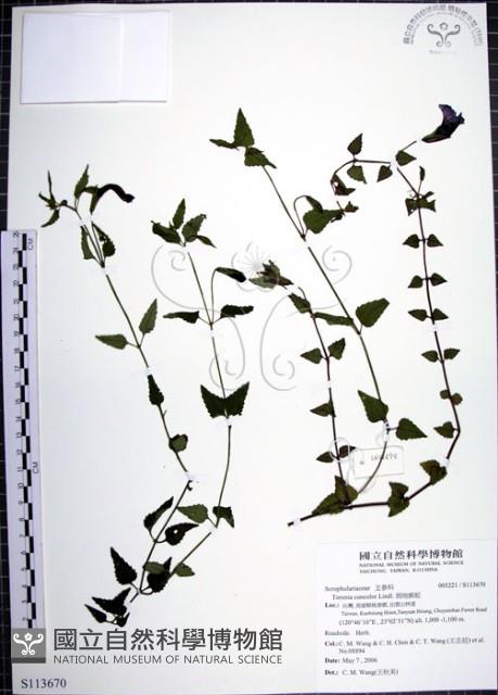 倒地蜈蚣藏品圖，第1張