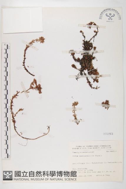 玉山佛甲草藏品圖，第1張