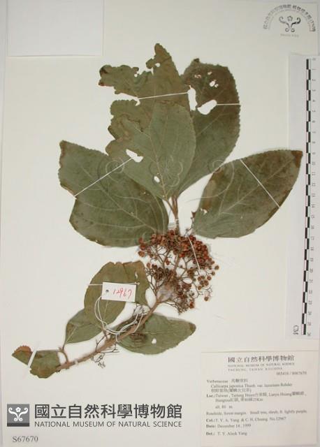 朝鮮紫珠、蘭嶼女兒茶藏品圖，第1張