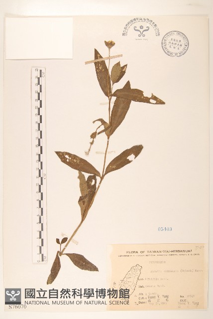 蟛蜞菊藏品圖，第1張