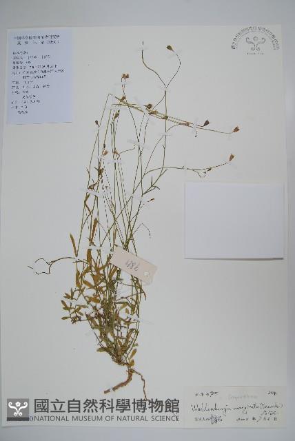 細葉蘭花參藏品圖，第1張