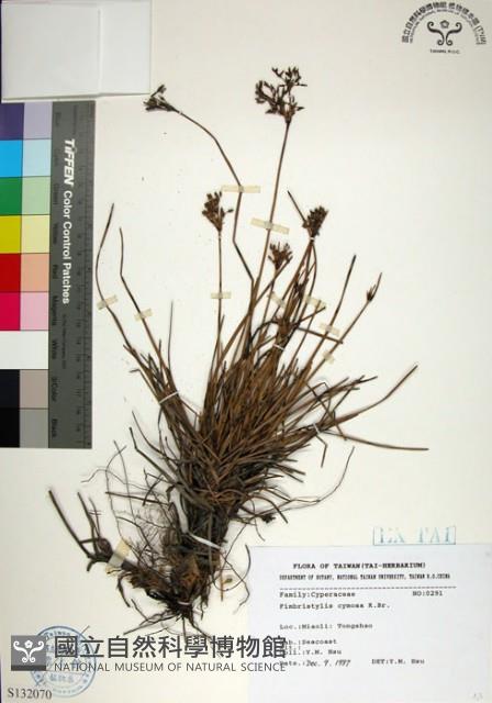 乾溝飄拂草藏品圖，第1張