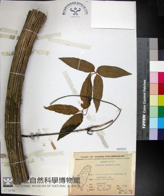 麥氏鐵線蓮藏品圖，第1張