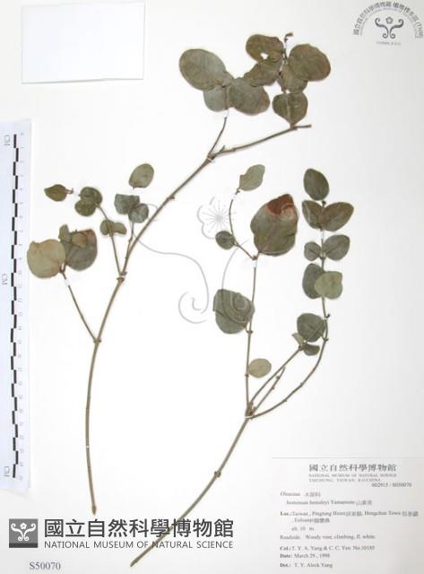 山素英藏品圖，第1張