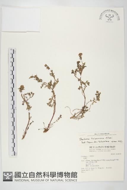 臺灣山芥菜藏品圖，第1張