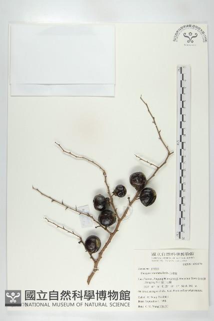 山柿樹藏品圖，第1張