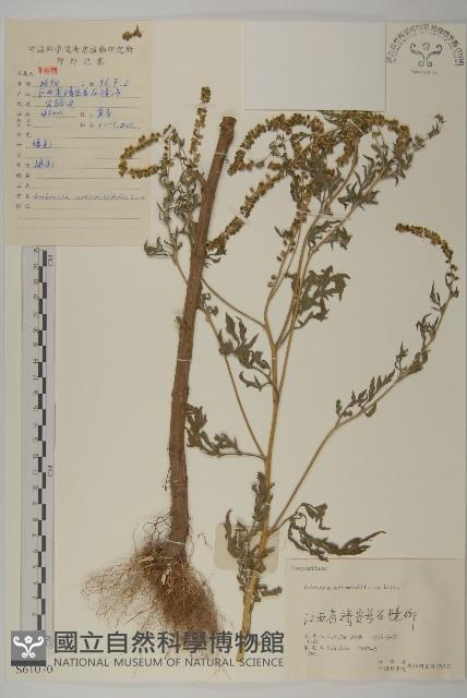 豬草、瘤果菊藏品圖，第1張