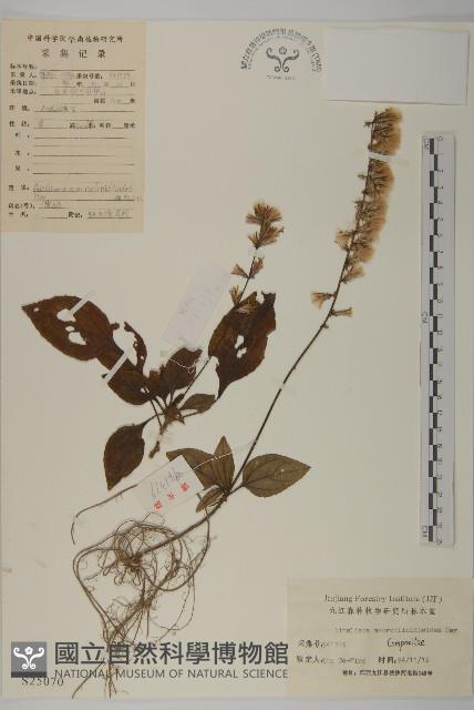 阿里山鬼督郵藏品圖，第1張