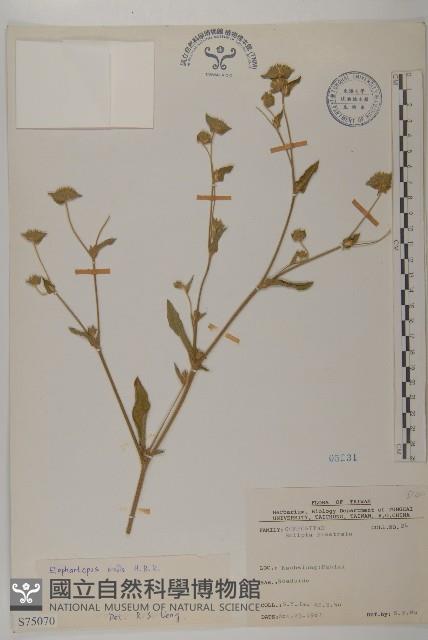 地膽草、毛蓮菜藏品圖，第1張