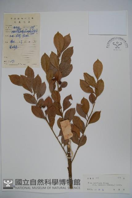 亮葉冬青藏品圖，第1張