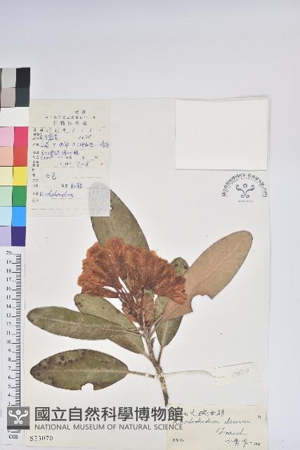 大白杜鵑藏品圖，第1張