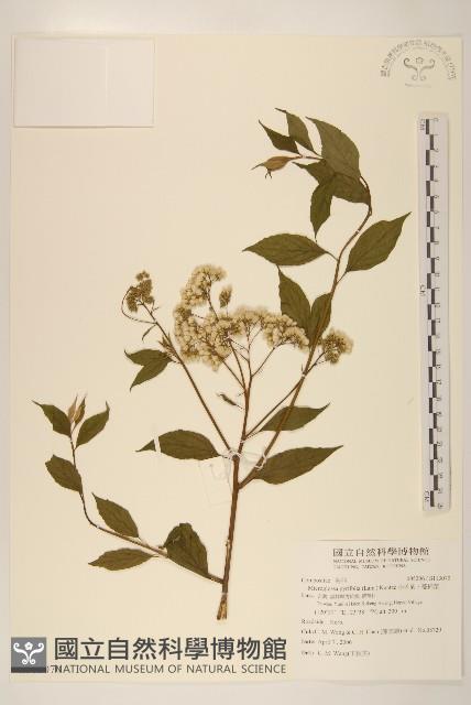 小舌菊、蔓綿菜藏品圖，第1張