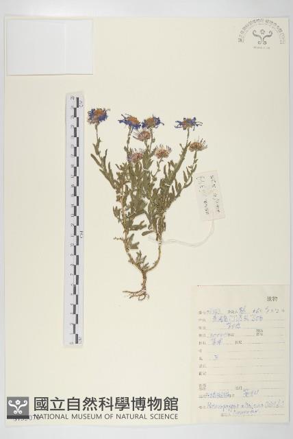 阿爾泰狗哇花藏品圖，第1張