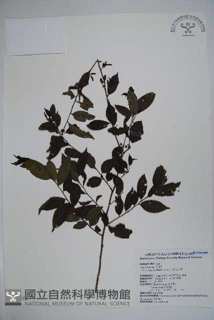 密毛假黃楊藏品圖，第1張