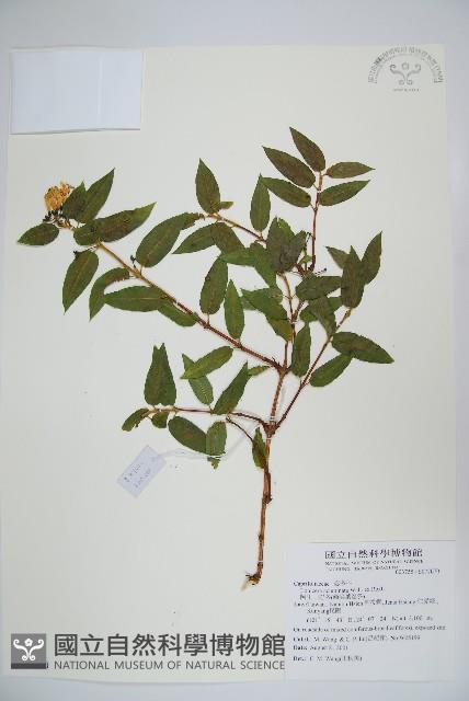 阿里山忍冬、漸尖葉忍冬藏品圖，第1張