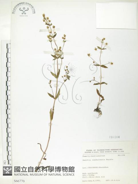 大籽當藥、巒大當藥藏品圖，第1張