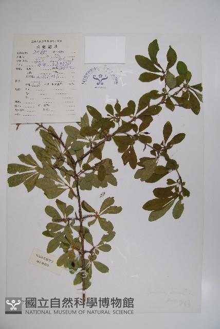 唐古特忍冬藏品圖，第1張