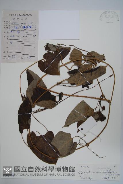 牛皮消藏品圖，第1張