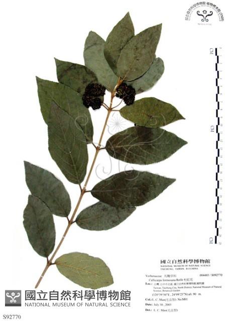 杜虹花，台灣紫珠藏品圖，第1張