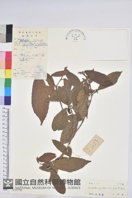 Accession Number:S032770 Collection Image