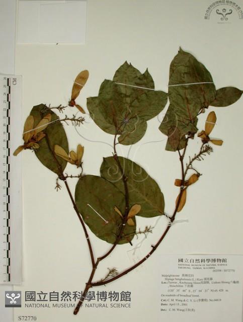 猿尾藤藏品圖，第1張