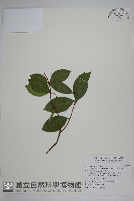 絡石藏品圖，第1張