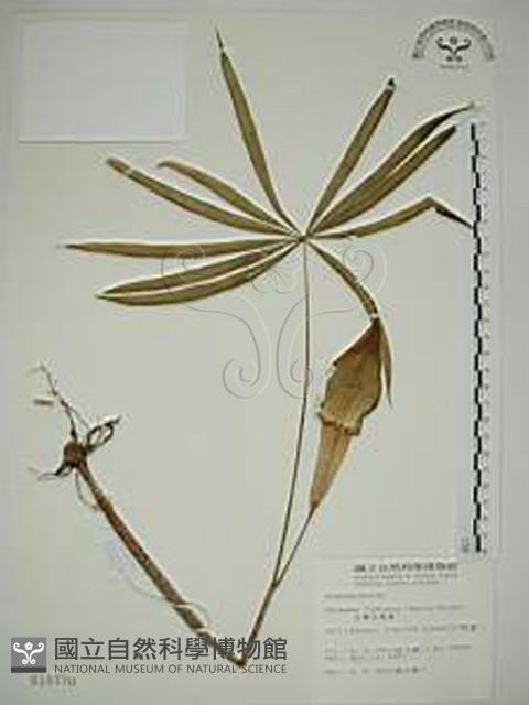 臺灣天南星藏品圖，第1張