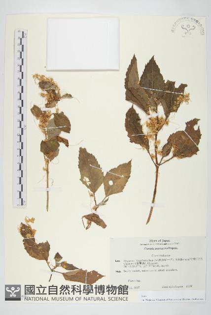 登錄號:S130770藏品圖，第1張