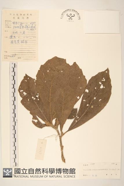 Accession Number:S040770 Collection Image, Figure 1, Total 3 Figures