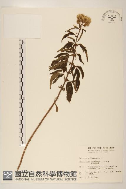 臺灣澤蘭藏品圖，第1張