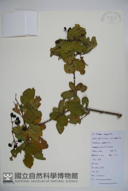 登錄號:S111770藏品圖，第1張