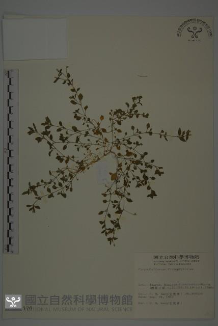 三脈種阜草藏品圖，第1張