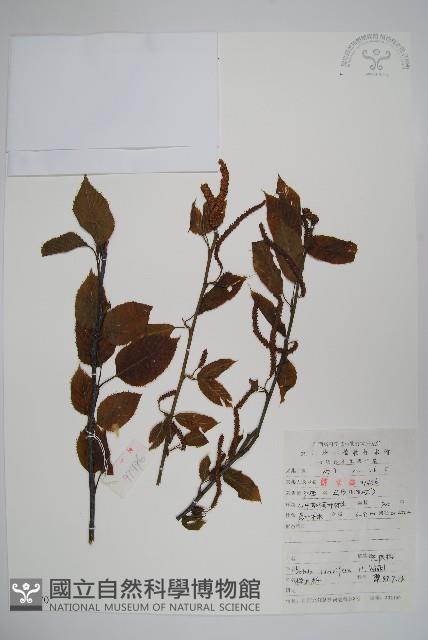 亮葉樺藏品圖，第1張