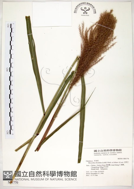 五節芒藏品圖，第1張