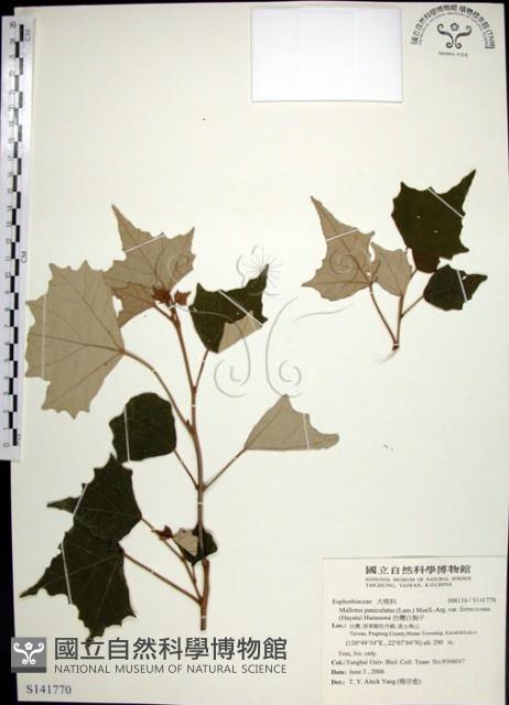 台灣白匏子藏品圖，第1張