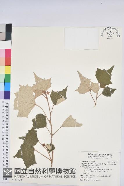 登錄號:S171770藏品圖，第1張