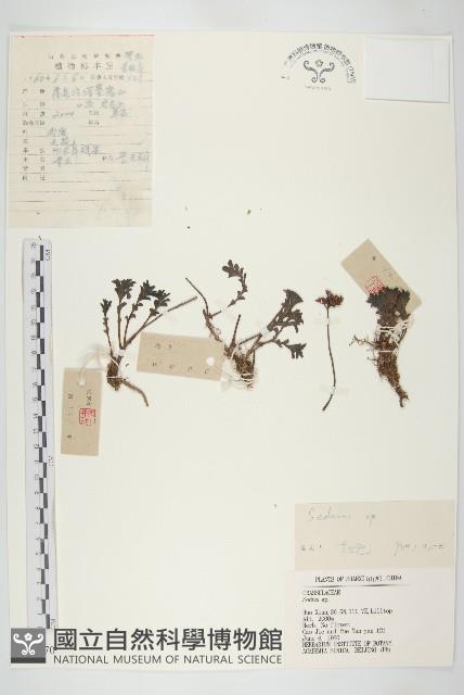 登錄號:S035770藏品圖，第1張