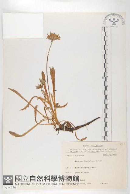 玉山山蘿蔔藏品圖，第1張