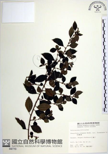 水雞油藏品圖，第1張