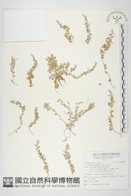 土丁桂藏品圖，第1張