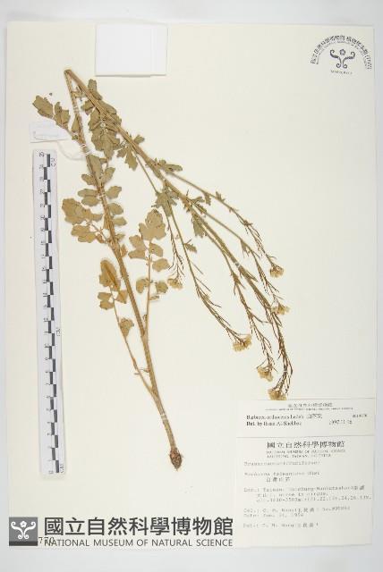 山芥菜藏品圖，第1張