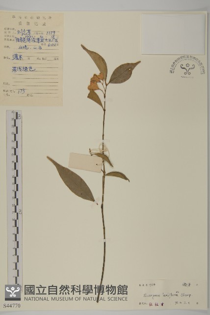 大丁黃藏品圖，第1張