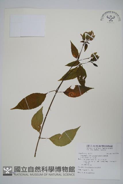 長花九頭獅子草、山藍藏品圖，第1張