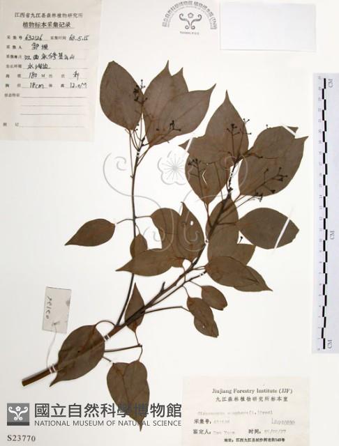 樟樹藏品圖，第1張